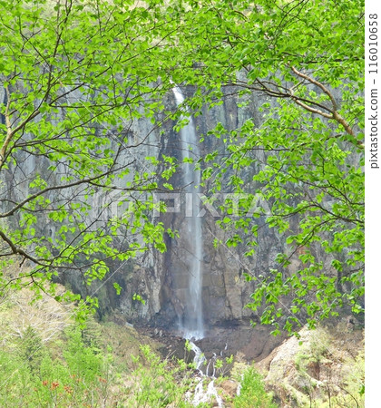 Fudo Falls seen through the fresh greenery of the trees Fudo Falls seen through the fresh greenery of the trees 116010658