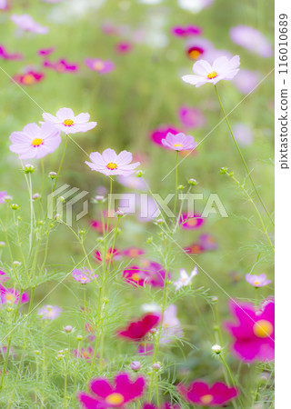 Cosmos in full bloom 116010689