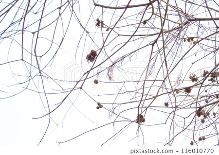 冬天枯萎的樹枝 116010770