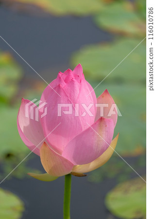 Lotus flower Lotus flower 116010786