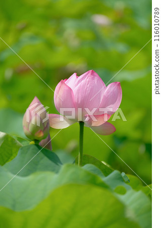 Lotus flower Lotus flower 116010789