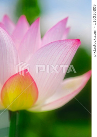 蓮花 116010809