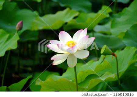 蓮花 蓮花 116010816