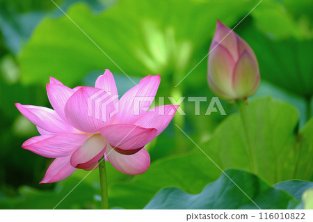 Lotus flower  116010822
