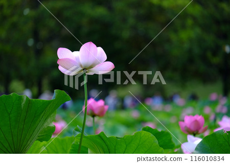 蓮花 蓮花 116010834