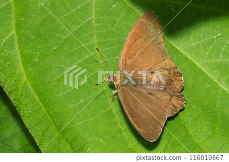 Common night butterfly (Siberian night butterfly) Common night butterfly (Siberian night butterfly) 116010867