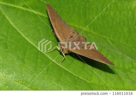 Common night butterfly (Siberian night butterfly) Common night butterfly (Siberian night butterfly) 116011016