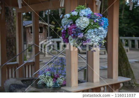 灶門神社的繡球花裝飾 116011037