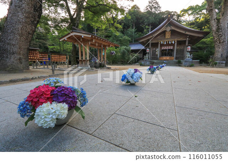 灶門神社的繡球花裝飾 116011055