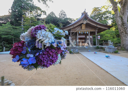 灶門神社的繡球花裝飾 116011060