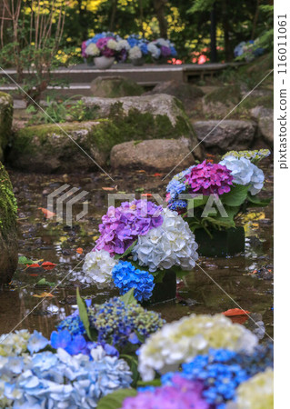 灶門神社的繡球花裝飾 116011061
