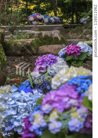 灶門神社的繡球花裝飾 灶門神社的繡球花裝飾 116011062