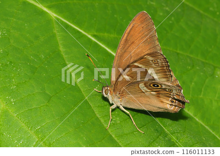 Common night butterfly (Siberian night butterfly) Common night butterfly (Siberian night butterfly) 116011133