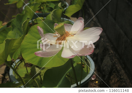 Lotus flowers blooming along the road Lotus flowers blooming along the road 116011148