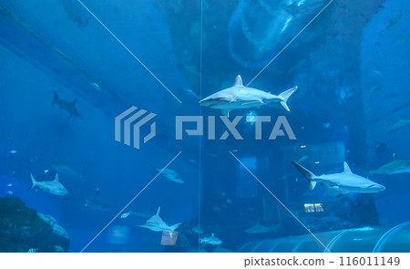 Blacktip Reef Sharks Swimming In A Large Aquarium, Singapore. 116011149