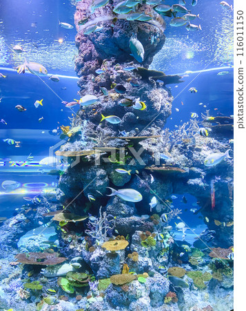 Saltwater Aquarium With Rock, Coral Reef And Ornamental Fish. 116011150