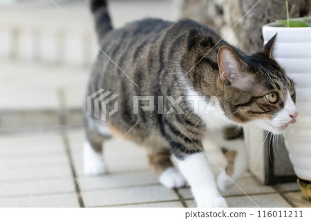 A cat walking with its tongue out 116011211