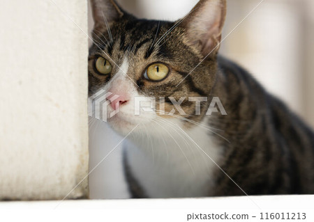 一隻貓盯著你 116011213