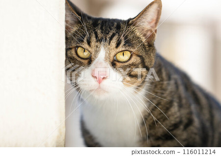 A cat staring at you A cat staring at you 116011214