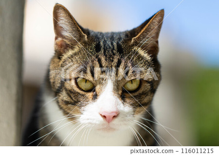 A cat staring at you A cat staring at you 116011215