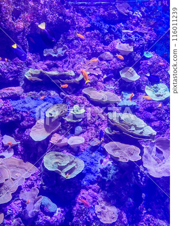Saltwater Aquarium With Rock, Coral Reef And Ornamental Fish. 116011239