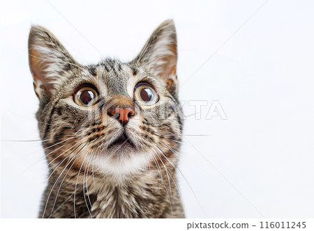 Adorable pig happily wallowing in a muddy puddle in a forest, showcasing natural behavior and the joy of outdoor play. Perfect for animal and nature themes. Farm animals.	 116011245