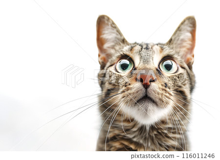 Adorable pig happily wallowing in a muddy puddle in a forest, showcasing natural behavior and the joy of outdoor play. Perfect for animal and nature themes. Farm animals.	 116011246