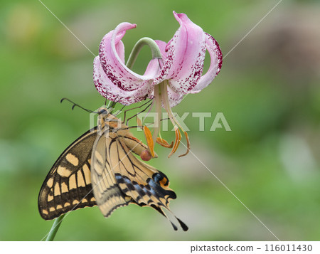 A swallowtail butterfly resting on a mountain lily flower 116011430