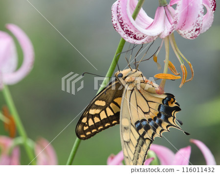 A swallowtail butterfly sucking nectar from a mountain lily A swallowtail butterfly sucking nectar from a mountain lily 116011432