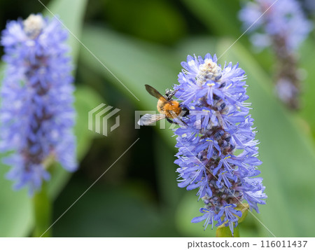 A bee sucking nectar from a northern tiger loosestrife 116011437