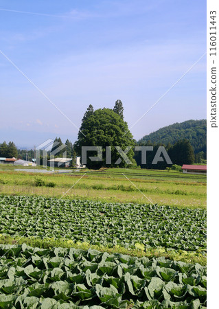 Totoro Forest, Lishan Tannan Mountain Shrine (Yonezawa City, Yamagata Prefecture) 116011443