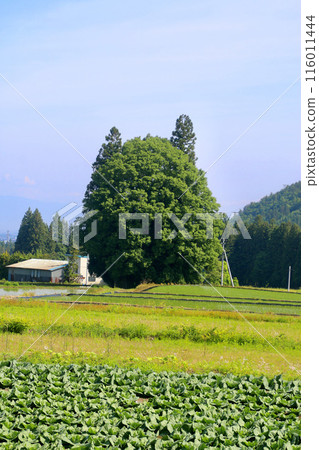 龍貓的森林/利山丹南三上（山形縣米澤市） 116011444