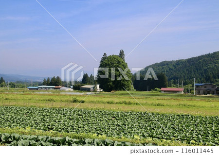 龍貓的森林/利山丹南三上（山形縣米澤市） 116011445