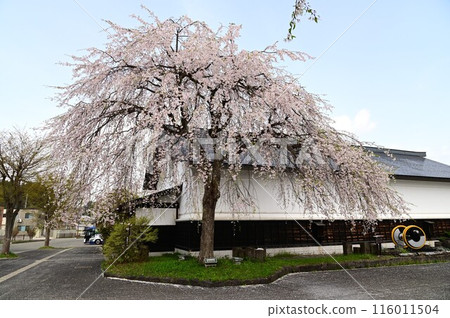 Kakunodate Station during the Cherry Blossom Festival 116011504