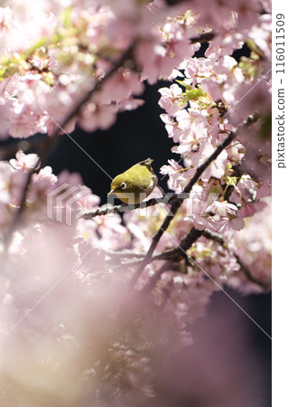 Matsudo Kawazu cherry blossoms and Japanese white-eye Matsudo Kawazu cherry blossoms and Japanese white-eye 116011509