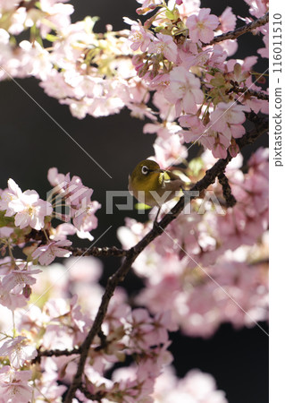 Matsudo Kawazu cherry blossoms and Japanese white-eye Matsudo Kawazu cherry blossoms and Japanese white-eye 116011510