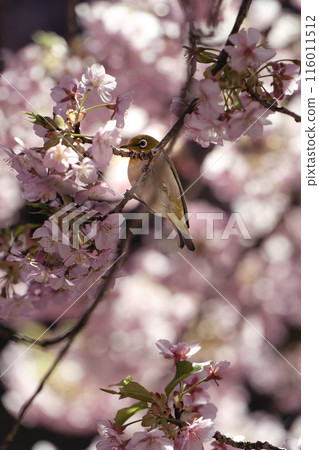 Matsudo Kawazu cherry blossoms and Japanese white-eye 116011512