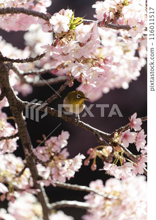 Matsudo Kawazu cherry blossoms and Japanese white-eye 116011517