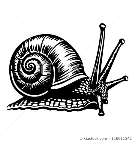 Vector of black and white illustration of a snail with intricate detail in the shell and body, perfect for logos, patterns, and branding. 116011542