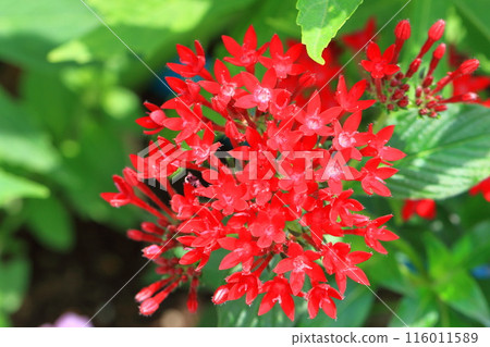 Bright red Kusasantanka (or Pentas) flowers 116011589