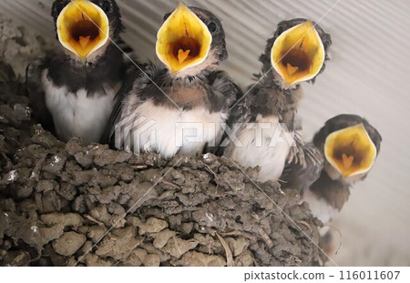 燕子雛鳥張著嘴在巢裡等待父母 116011607