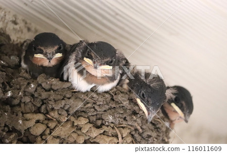 Swallow chicks waiting for their parents in the nest Swallow chicks waiting for their parents in the nest 116011609