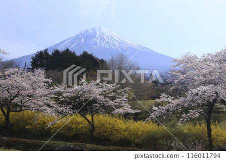 櫻花的風景 116011794