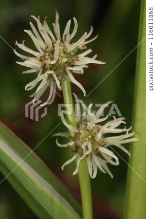 天然植物 Mikuri，雌花花序。柱頭是否像刺一樣突出，看起來像栗子刺？ 116011868