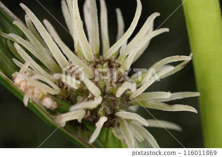 Nature Plants A close-up of the inflorescence of a female flower of the Mikuri. The white string-like objects are the stigmas of each flower, which are several millimeters long. 116011869