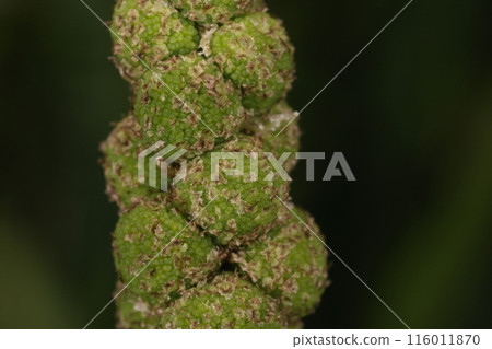 天然植物 Mikuri，處於芽狀態的雄花的花序。綠色的小雄花聚集在一起，形成一個圓形的餃子。 116011870