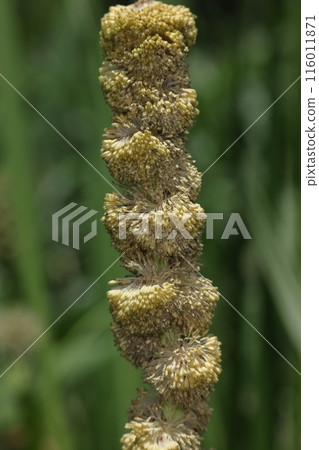 Nature Plants Mikuri, male flowers blooming. From a cluster of buds, it takes on a mop-like appearance. Nature Plants Mikuri, male flowers blooming. From a cluster of buds, it takes on a mop-like appearance. 116011871