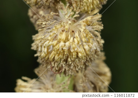 天然植物Mikuri盛開的雄花特寫。花粉是否從花藥中溢出？ 116011872