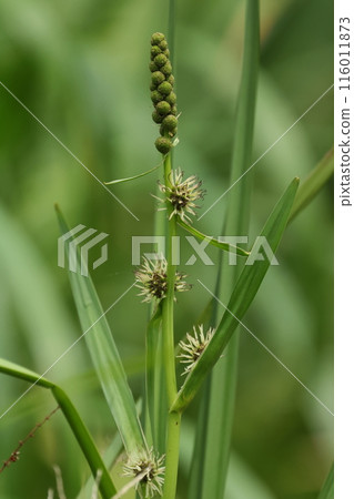 天然植物 Mikuri，莖有花。上部雄花序處於芽狀態。 116011873