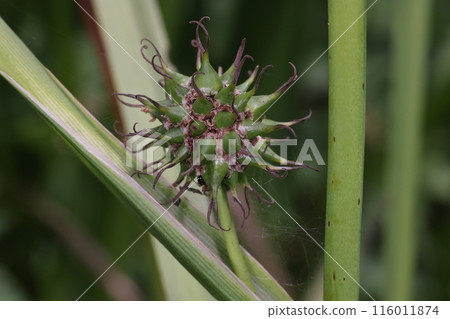 天然植物 Mikuri,幼果。可以清楚看到,有很多藍色的果實,也有很多雌花。 天然植物 Mikuri,幼果。可以清楚看到,有很多藍色的果實,也有很多雌花。 116011874